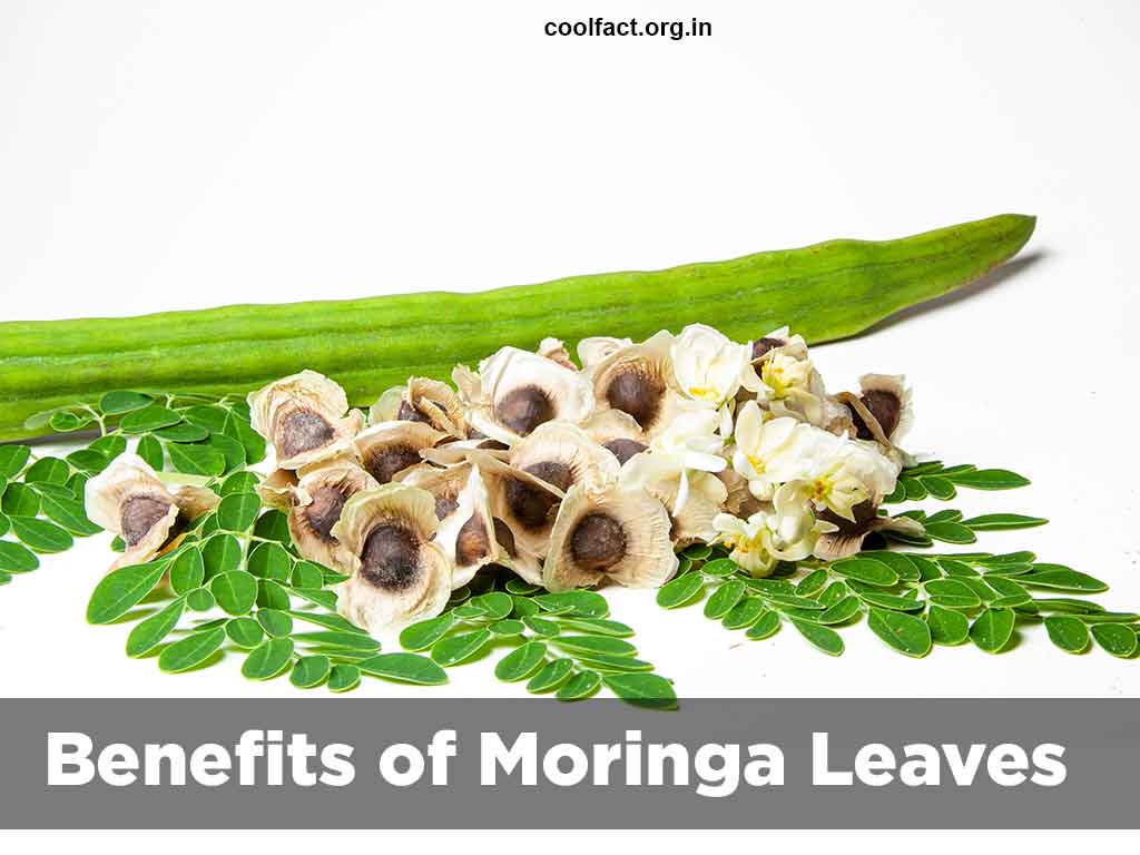 Benefits of Moringa Leaves