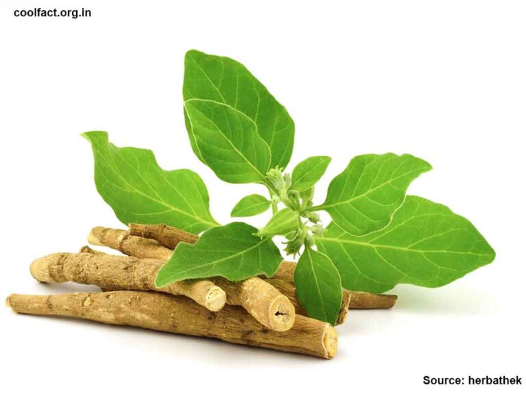 Facts About Ashwagandha Benefits