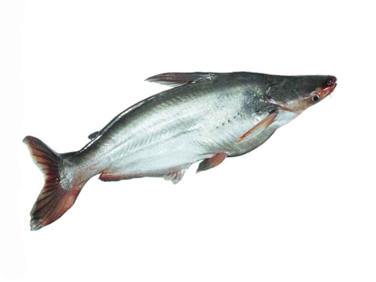 pangas fish benefits
