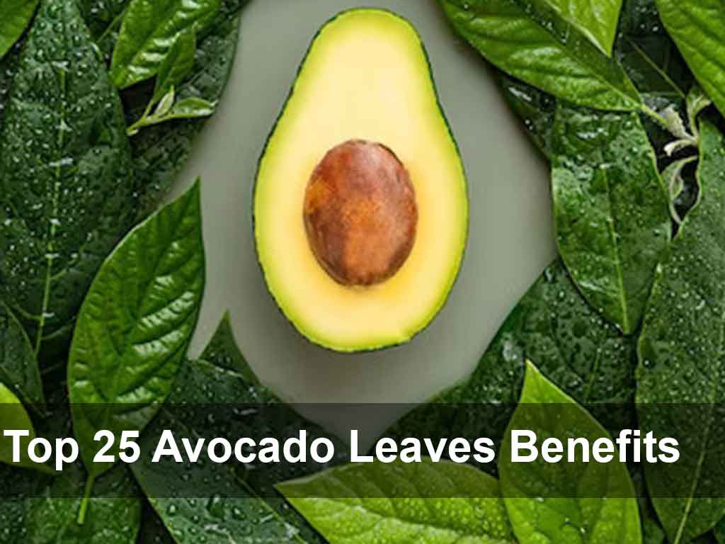 Avocado Leaves Benefits