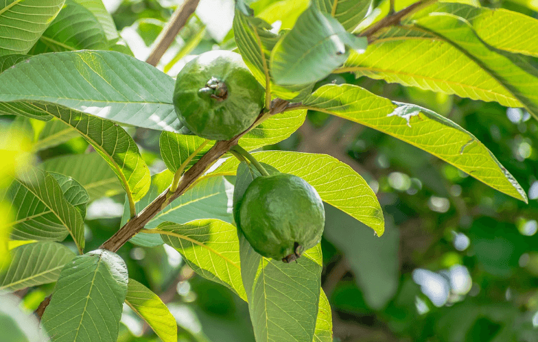 Protein Rich Fruits