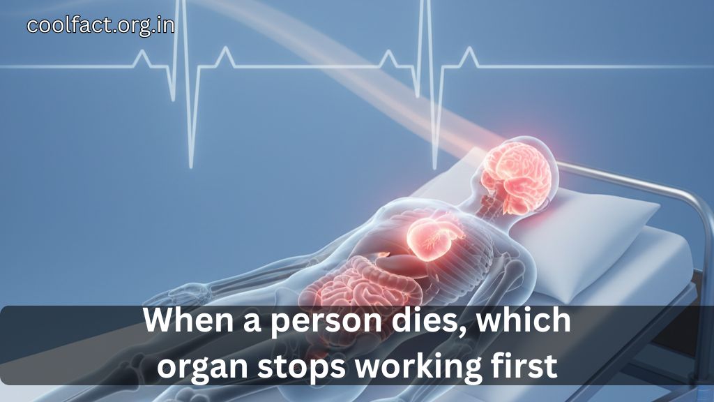 When a person dies, which organ stops working first